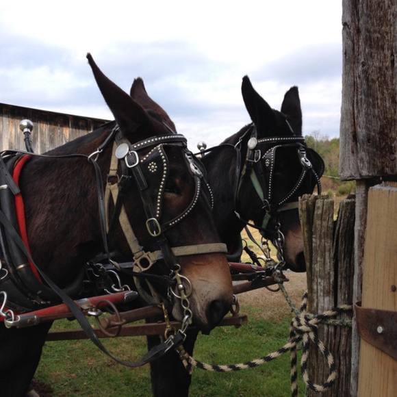 Meet your Posher, David - Picture 1 of 1